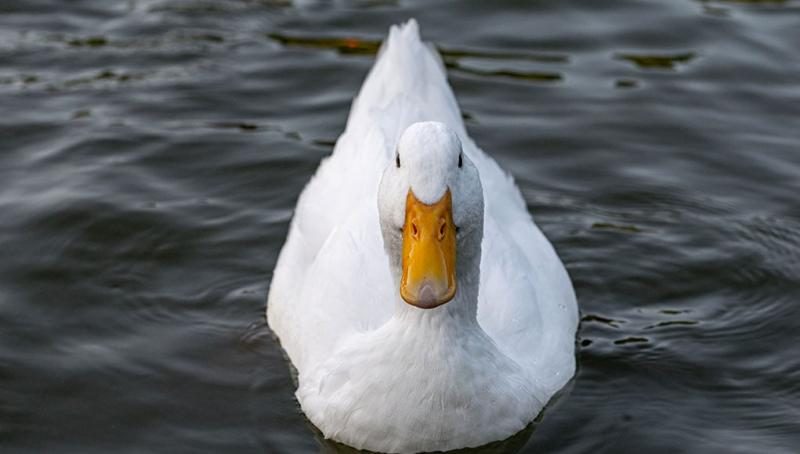 heritage-duck-breeds-2183438