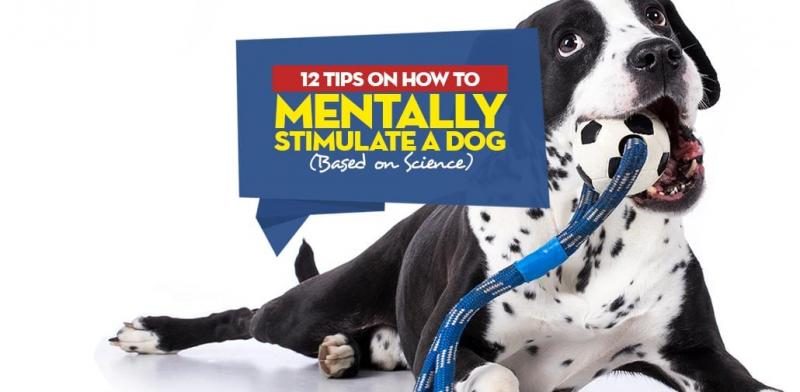 how-to-mentally-stimulate-a-dog-6-8427943