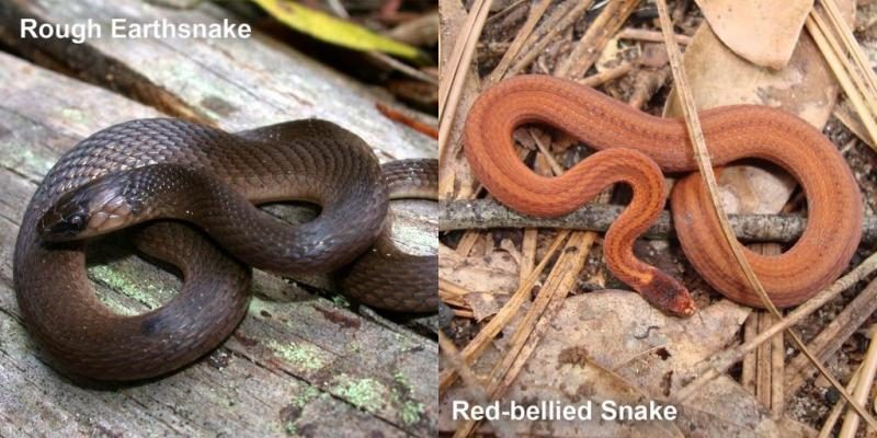 rough-earthsnake-red-bellied-snake-1024x512-2383957