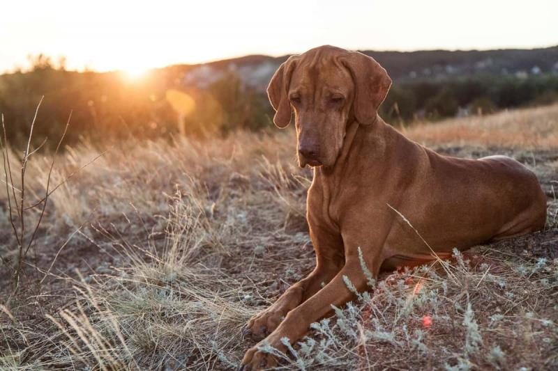 senior-vizsla-dog-outdoors-7676085