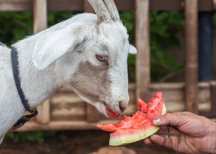 best-treat-for-goats-2039369