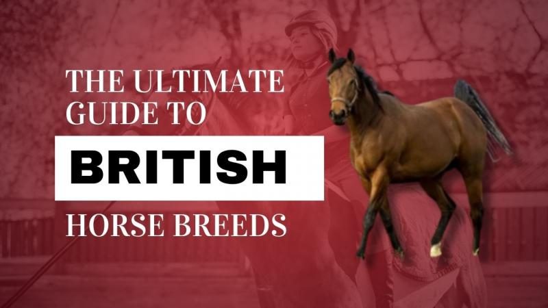 159-the-ultimate-guide-to-british-horse-breeds-9240394