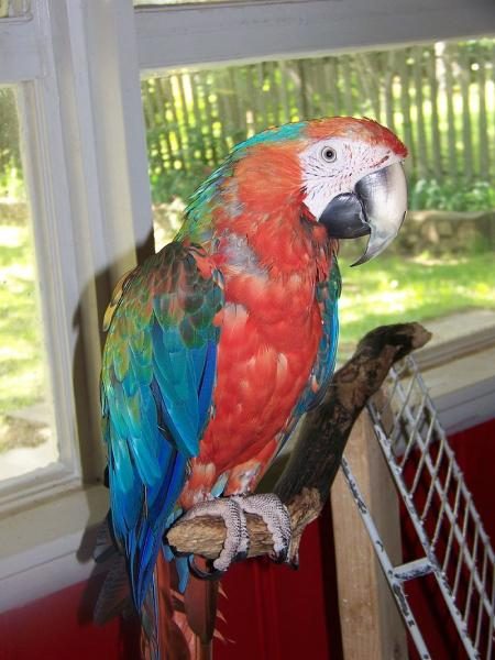 800px-catalina_macaw-8840186