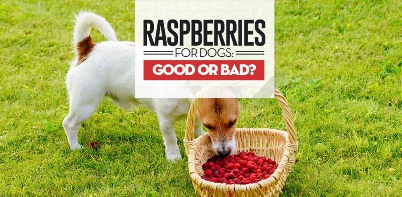 can-i-give-my-dog-raspberries-7542085