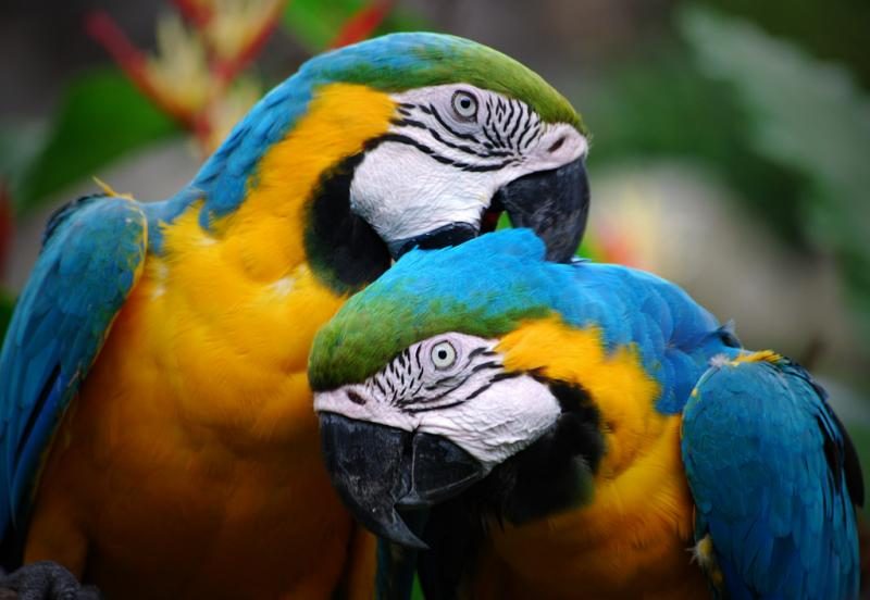 colorful_parrots_couple-3757216