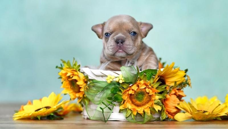 can-dogs-eat-sunflower-6644105