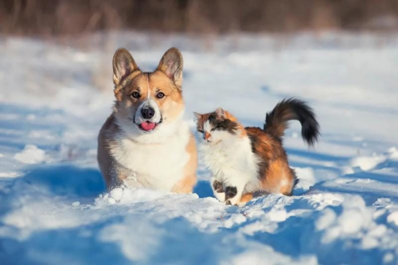 corgi-dog-and-long-haired-tabby-cat-in-snow_orig-6992778