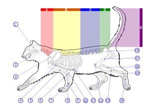 300px-skeleton_diagram_of_a_cat-svg_-2124547