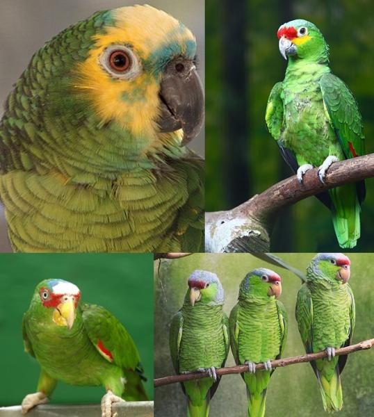 amazona_parrots_collage-4549544