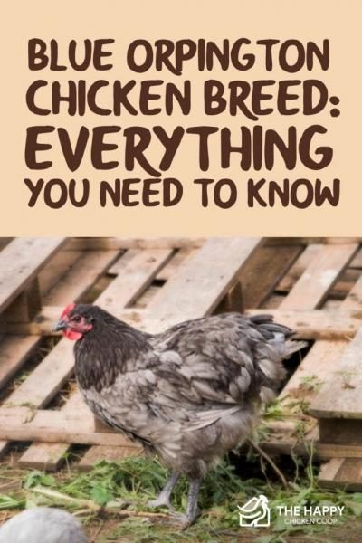 blue-orpington-chicken-breed-everything-you-need-to-know-683x1024-2346257