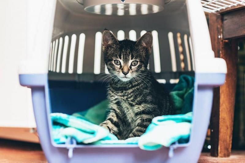crate-training-for-cats-5154275