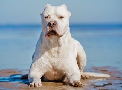 dog-breeds-with-the-strongest-bite-force-4-1804480