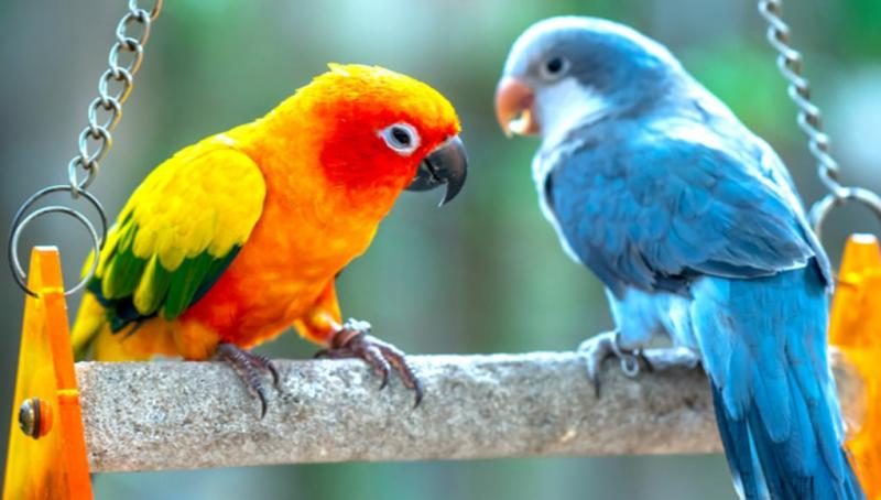 most-popular-pet-birds-6823038