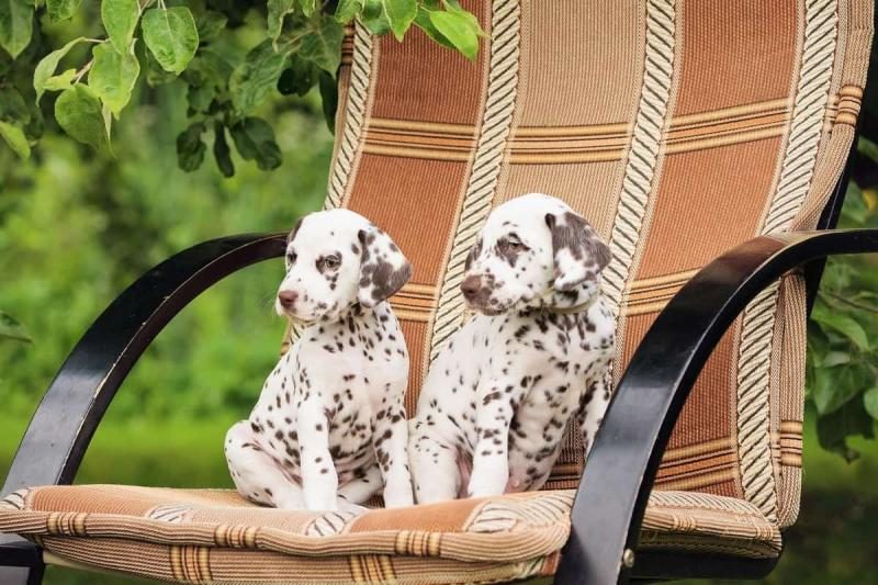 two-liver-brown-dalmatian-color-puppies-on-a-chair-4385924
