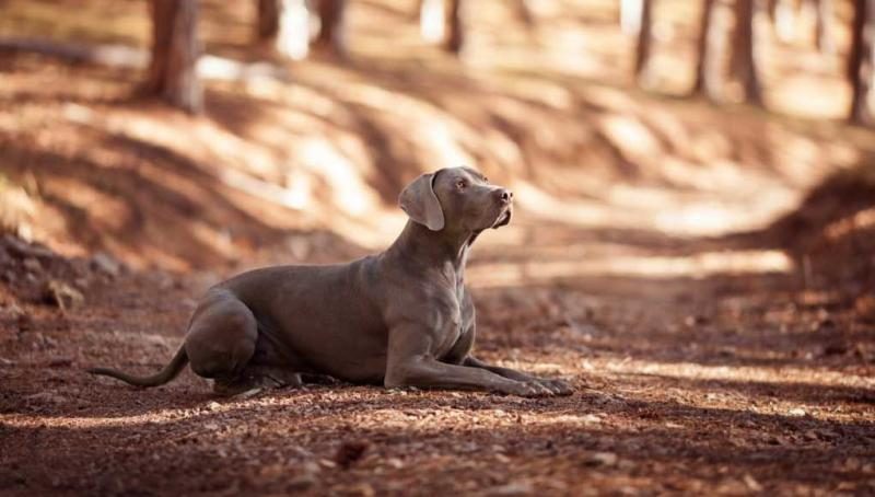 weimaraner-dog-breed-1-1021x580-6727238