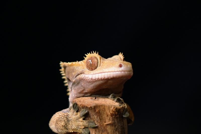 crested-gecko-2580603