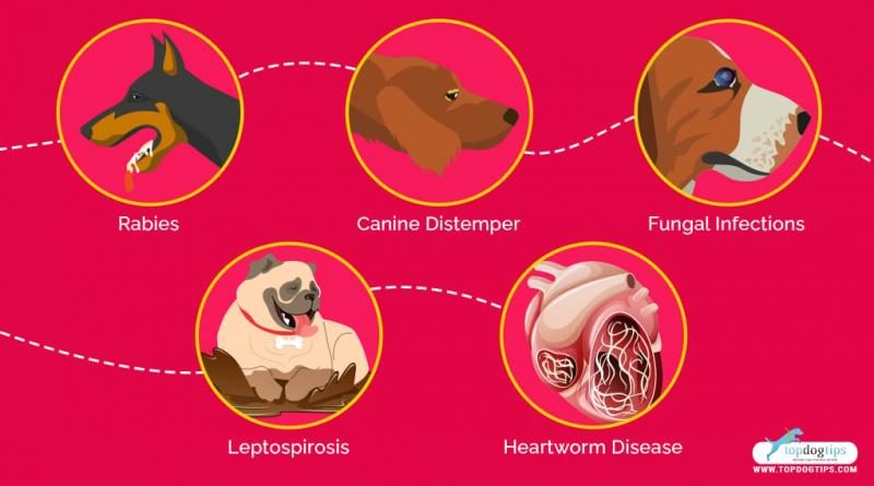11-most-deadly-dog-diseases-1-5-1426153