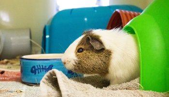 1168188-colin-guinea-pig_350x200-9562888