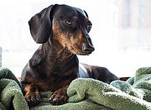 220px-black_26_tan_brindle_dachshund-6695133