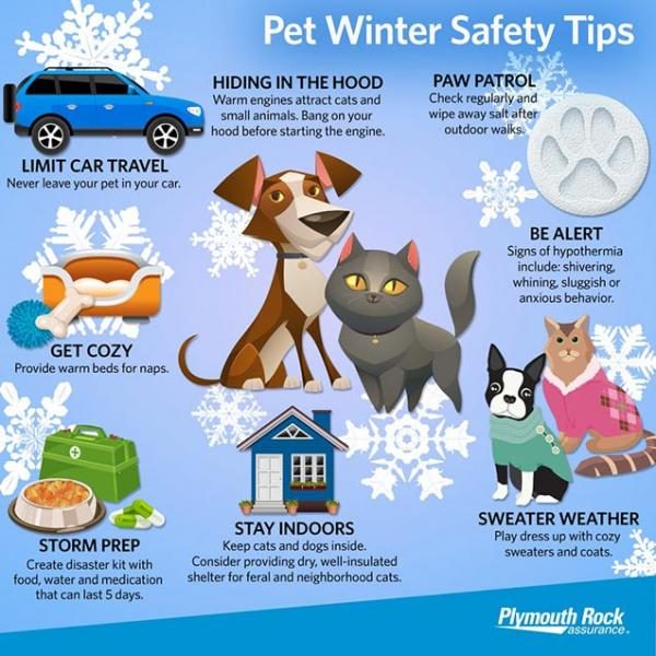 fb_ent_pet_winter_tips_1008x1008-7192661