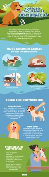 how-to-tell-if-your-dog-is-dehydrated-copy-scaled-1173990