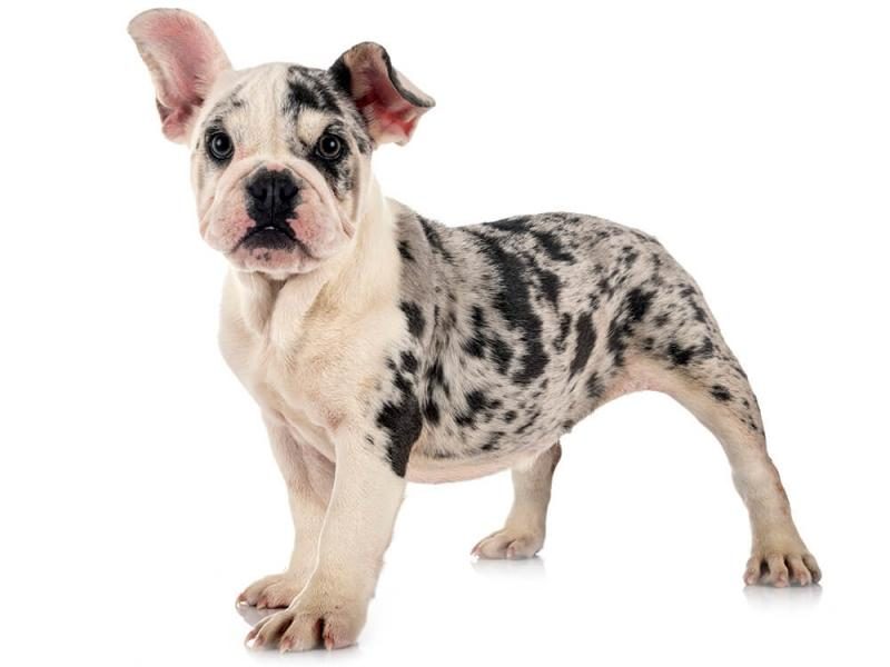 french-bulldog-rare-colors-merle-8047964