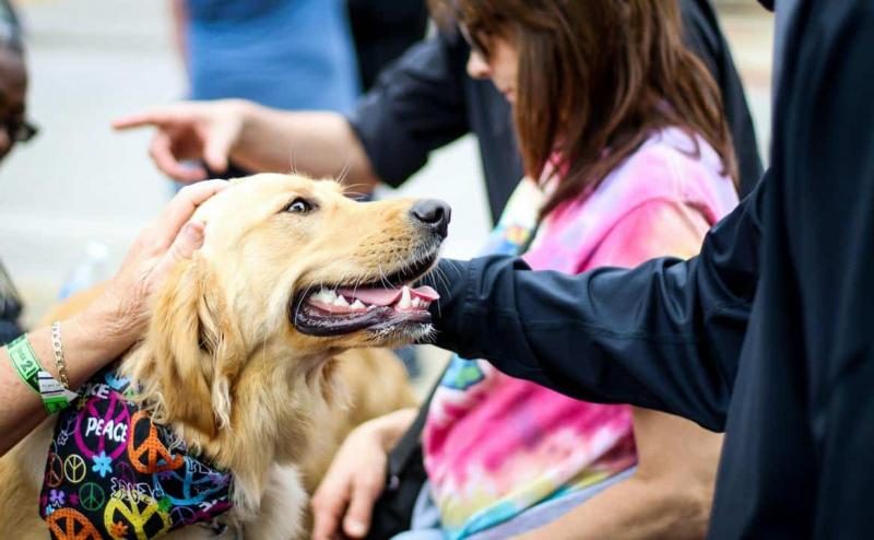 golden-retriever-therapy-dog-1637329