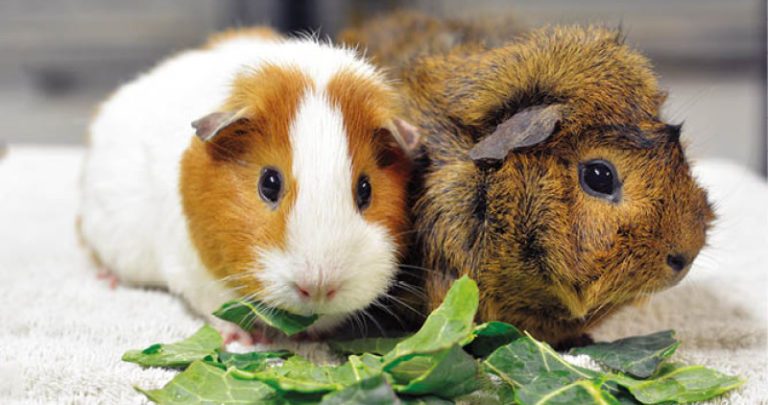 guinea_pigs_e_learning-768x405-2910620