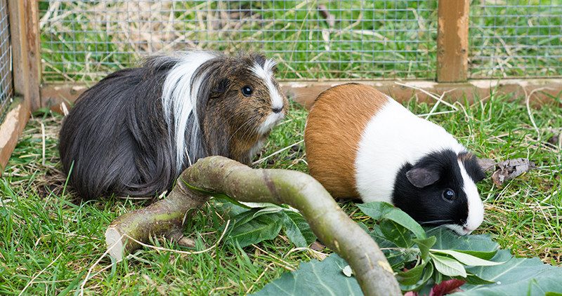 guinea_pigs_outside_advice_article-9949225