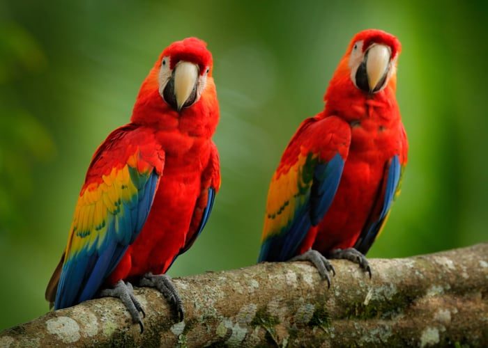 best-big-birds-for-pets-scarlet-macaw-9689208