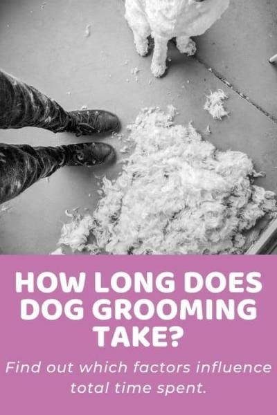 how-long-does-dog-grooming-take-1379476