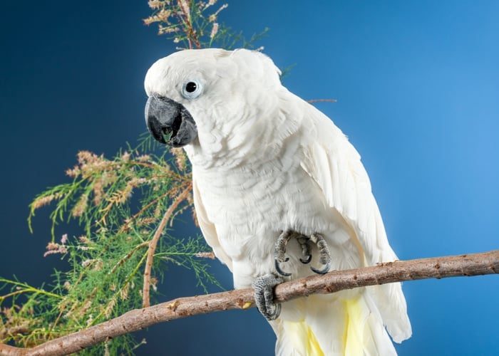 large-pet-birds-umbrella-cockatoo-6133480