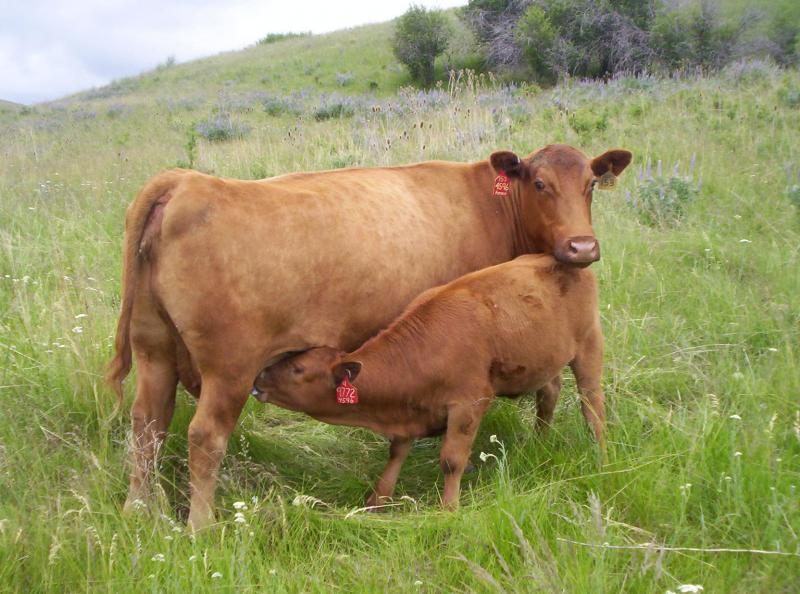 red_angus_cows_oregon_28cropped29-1805378