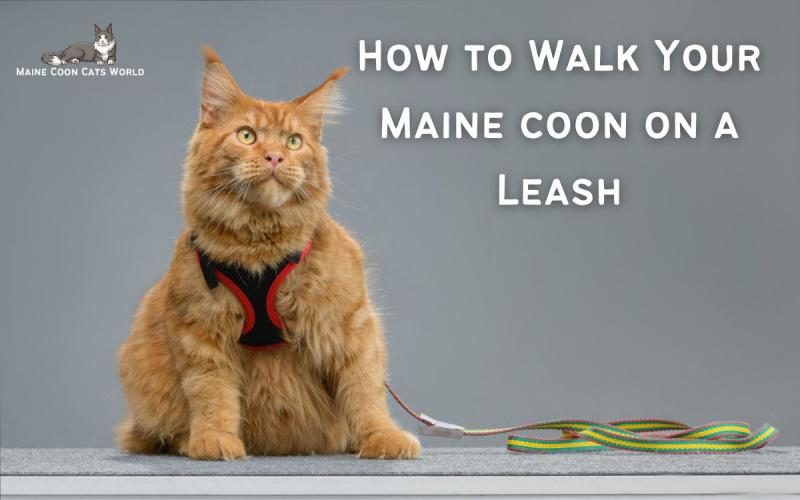 can-you-walk-a-maine-coon-on-a-leash-01-2297449