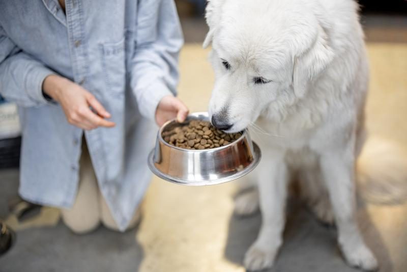 guide-to-unsafe-dog-food-8219009