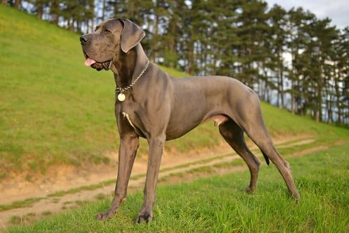 most-aggressive-dog-breeds1-8128196