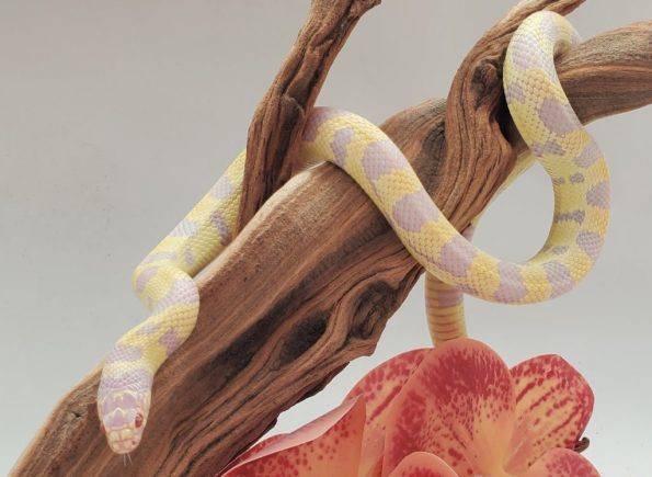 albino-california-kingsnake-1024x749-4971067