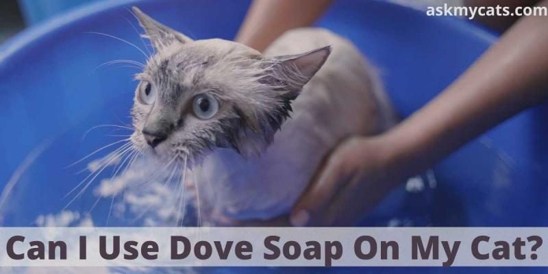 can-i-use-dove-soap-on-my-cat-3244610