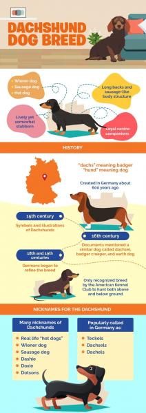 dachshund-dog-breed-1-scaled-2626016