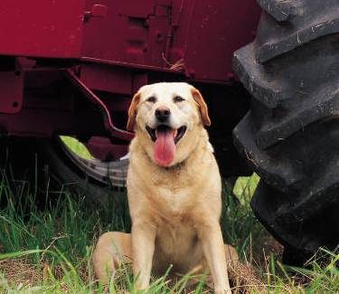 dog-tractor1-2979820