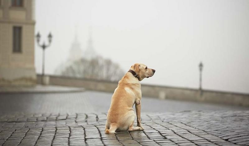 how-to-find-a-missing-dog-8-things-you-must-do-right-away-1396367