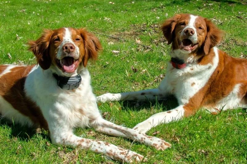 male-and-female-britanny-spaniel-lying-on-the-grass-1200x800-5338412