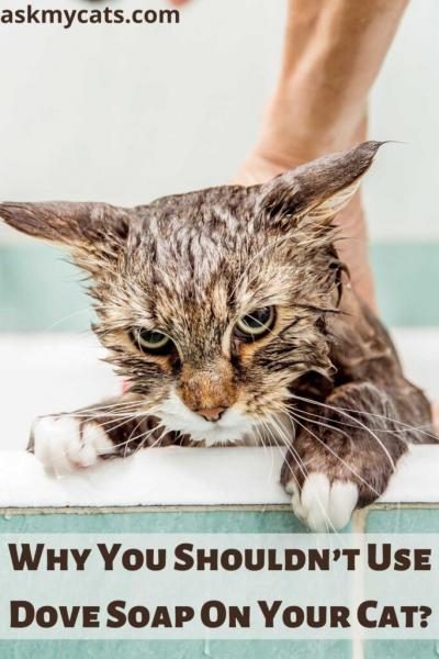 why-you-shouldnt-use-dove-soap-on-your-cat-683x1024-7169029
