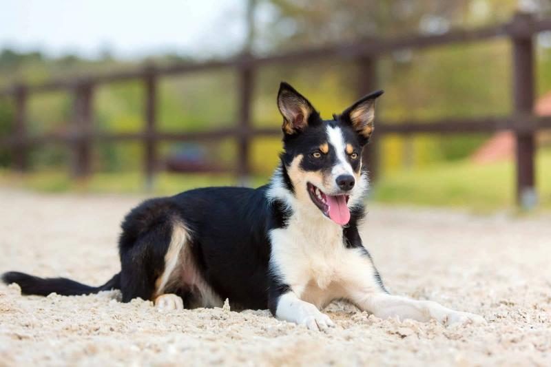 young-smooth-coated-or-short-haired-border-collie-lying-on-the-ground-9844311