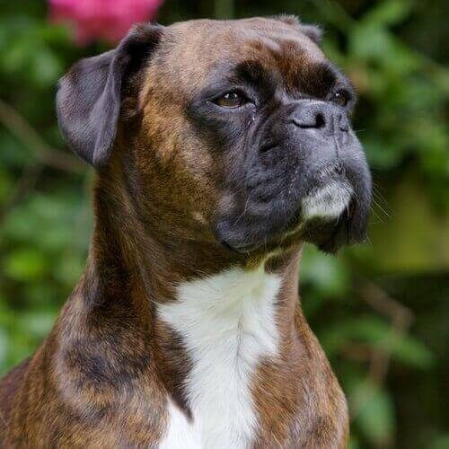 boxer-dog-breed-info-7124708