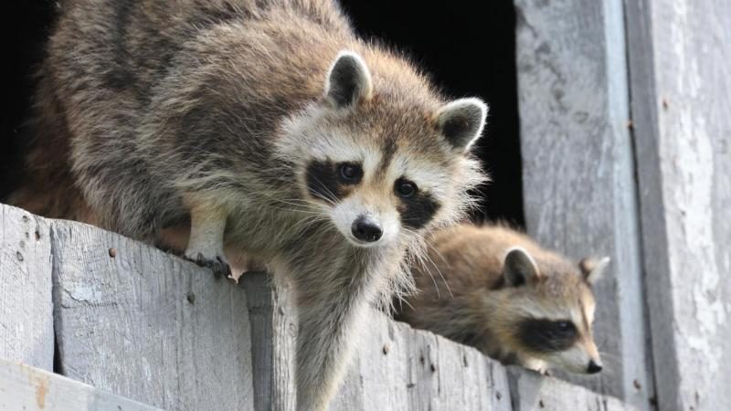 raccoon-pest-removal-garden-5999102