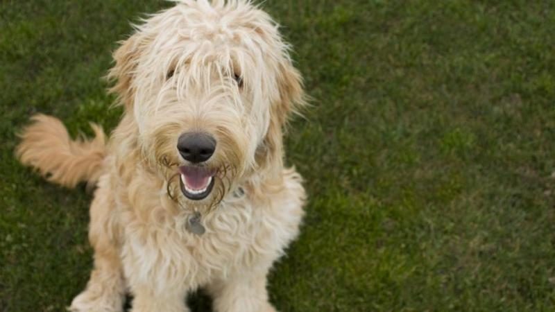 top-hypoallergenic-dog-breeds-jpeg-7197371