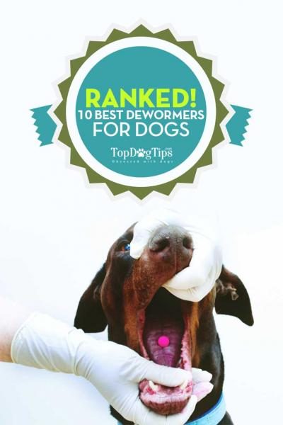 10-best-dog-dewormer-review-2020-4603550