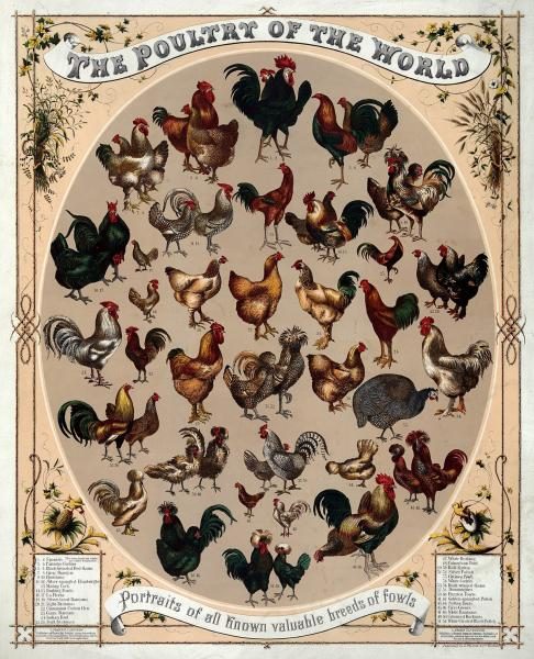 1200px-poultry_of_the_world-1792911