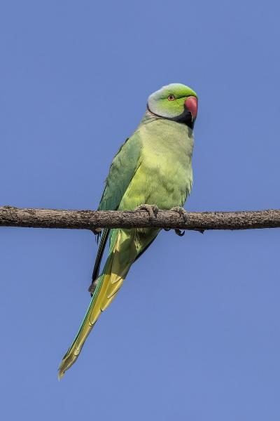 1200px-rose-ringed_parakeet_28psittacula_krameri_borealis29_male_jaipur_2-1734157